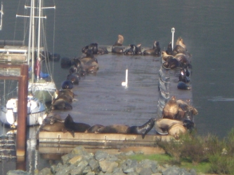 sea lions lying on a wharf